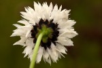 Cephalaria pungens