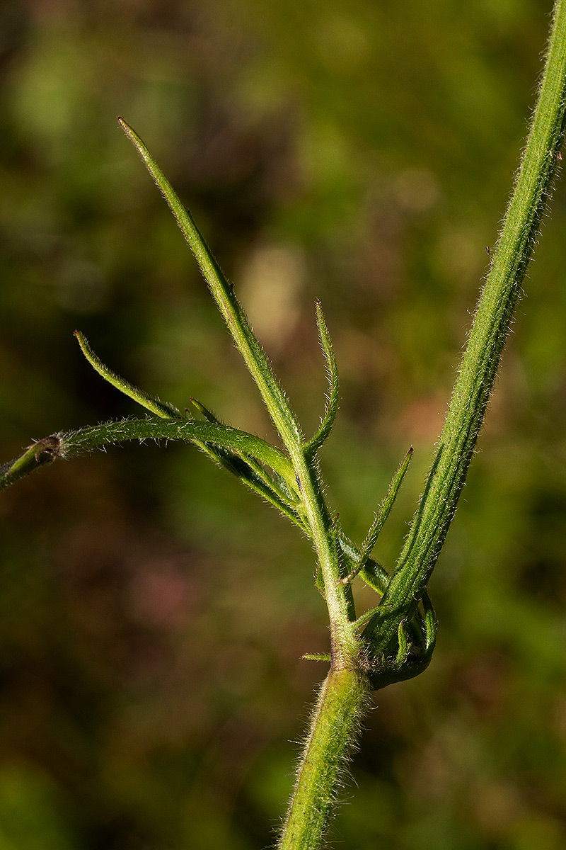 Cephalaria pungens