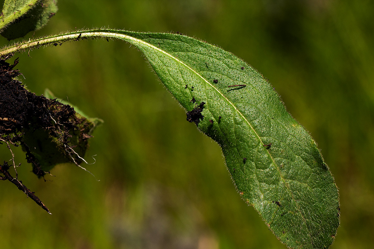 Cephalaria pungens
