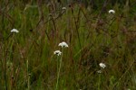 Scabiosa columbaria