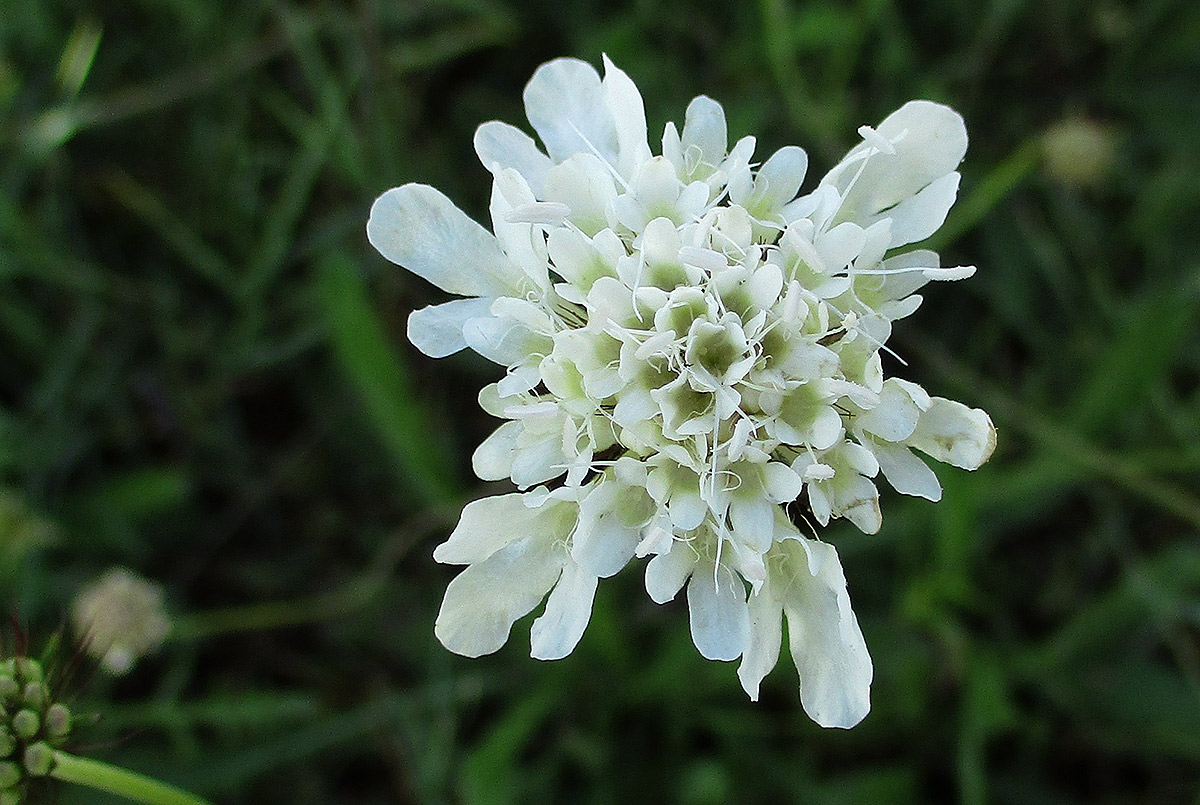 Scabiosa columbaria