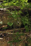 Zehneria microsperma
