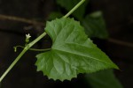 Zehneria microsperma
