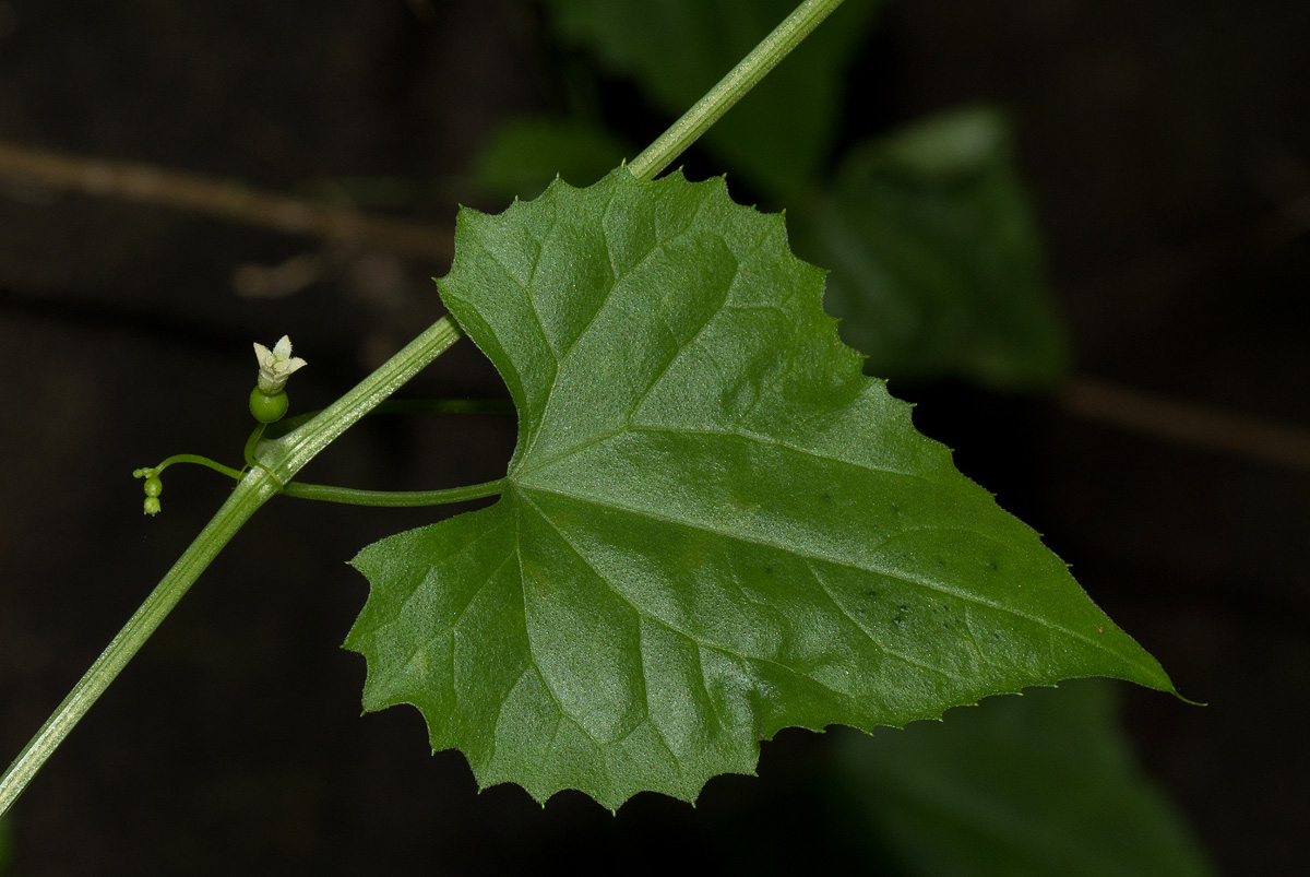 Zehneria microsperma
