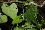 Zehneria microsperma