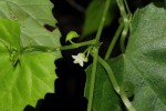 Zehneria microsperma