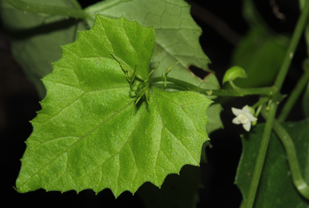 Zehneria microsperma