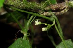 Zehneria microsperma