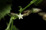 Zehneria microsperma