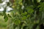 Ctenolepis cerasiformis