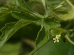 Ctenolepis cerasiformis
