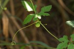 Ctenolepis cerasiformis