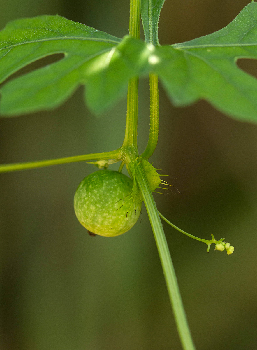 Ctenolepis cerasiformis