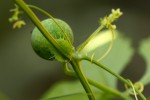 Ctenolepis cerasiformis