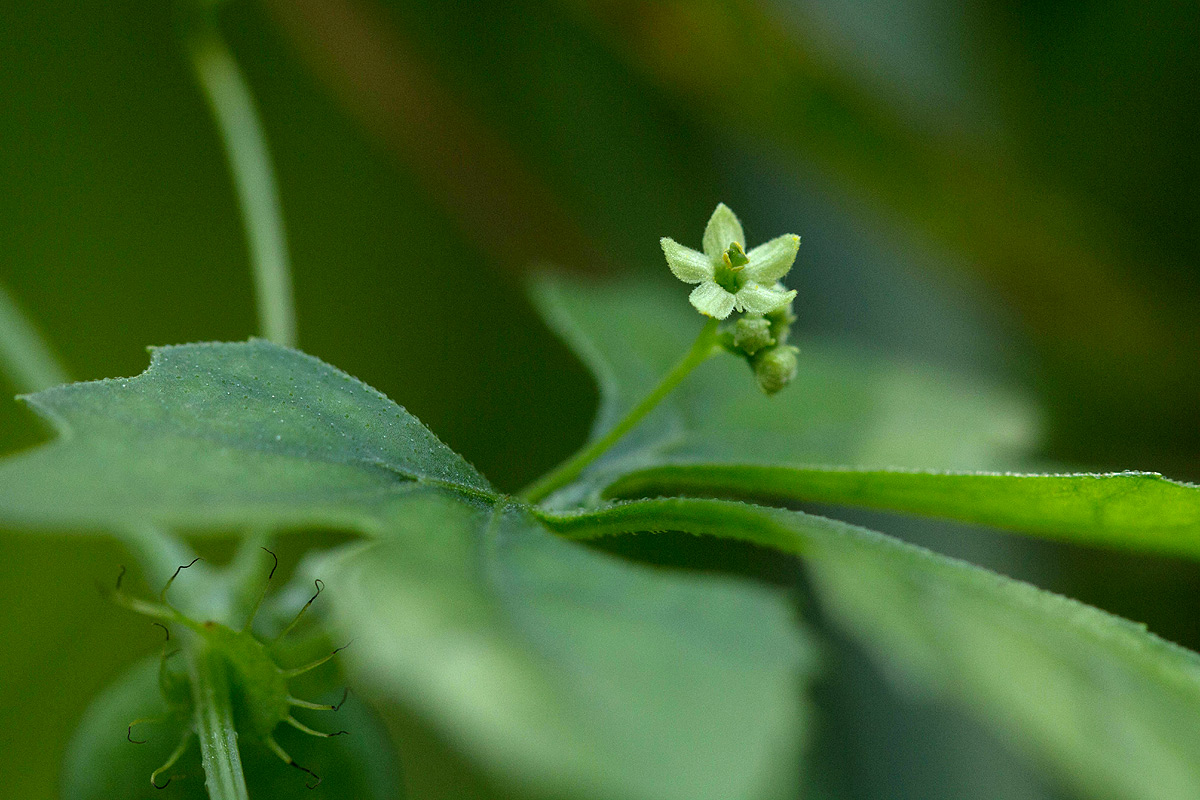 Ctenolepis cerasiformis