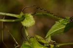 Ctenolepis cerasiformis