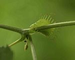 Ctenolepis cerasiformis