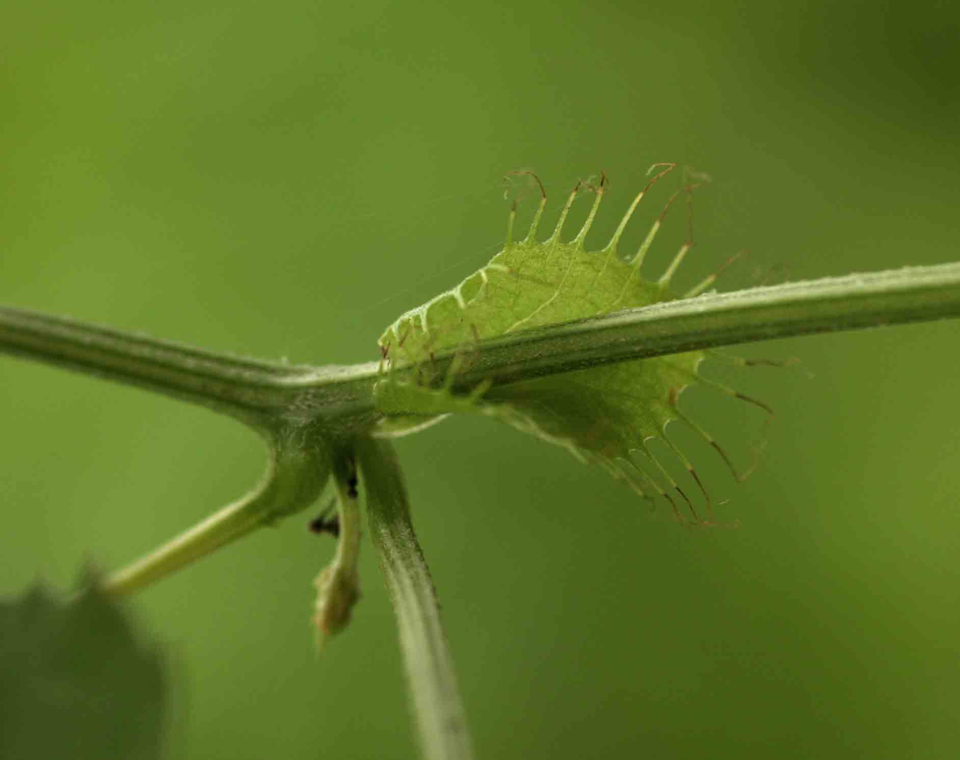 Ctenolepis cerasiformis