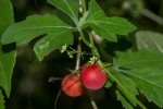 Ctenolepis cerasiformis