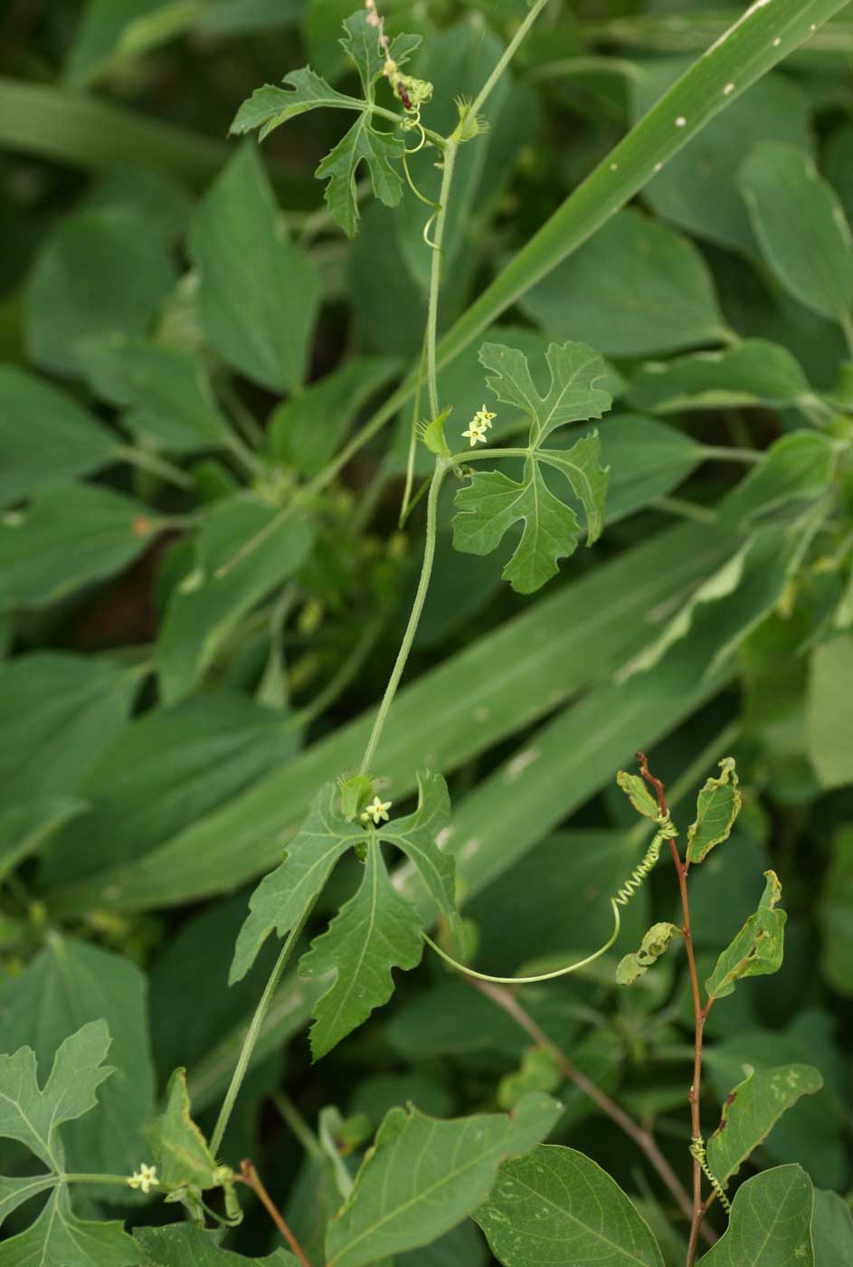 Ctenolepis cerasiformis