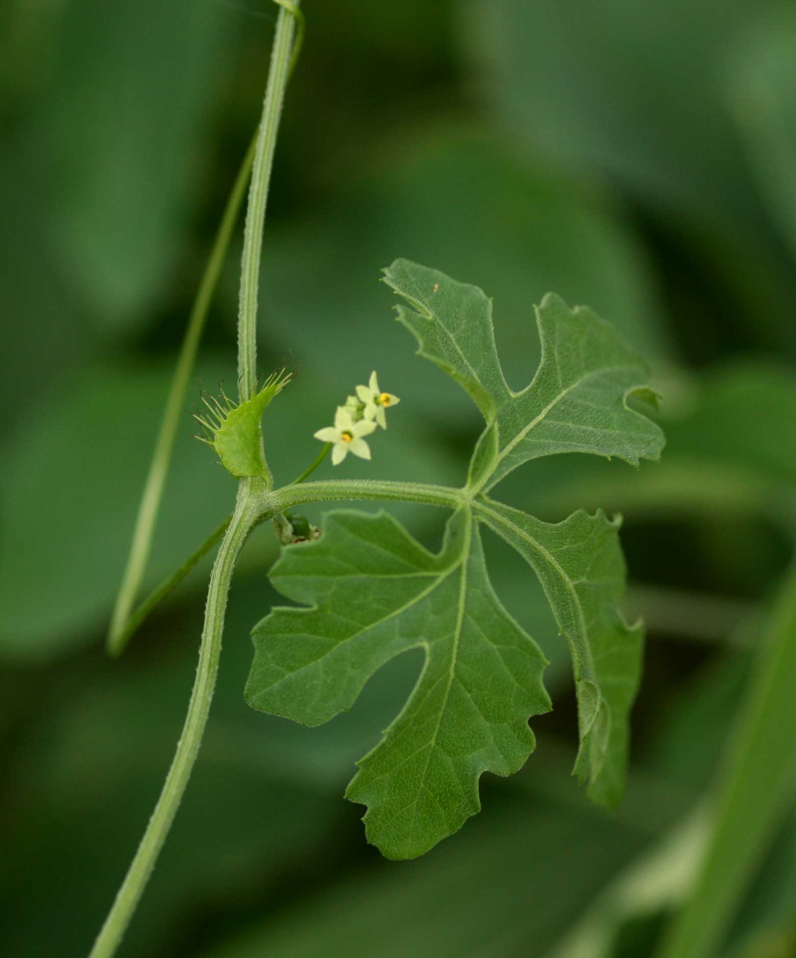 Ctenolepis cerasiformis