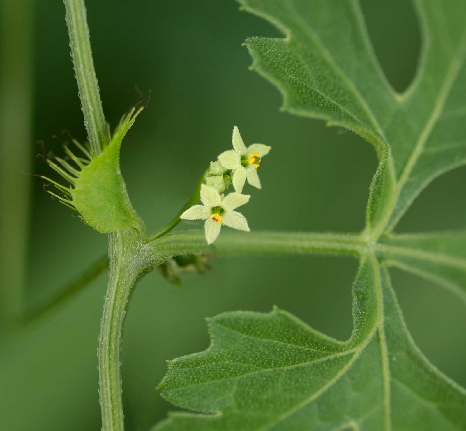 Ctenolepis cerasiformis