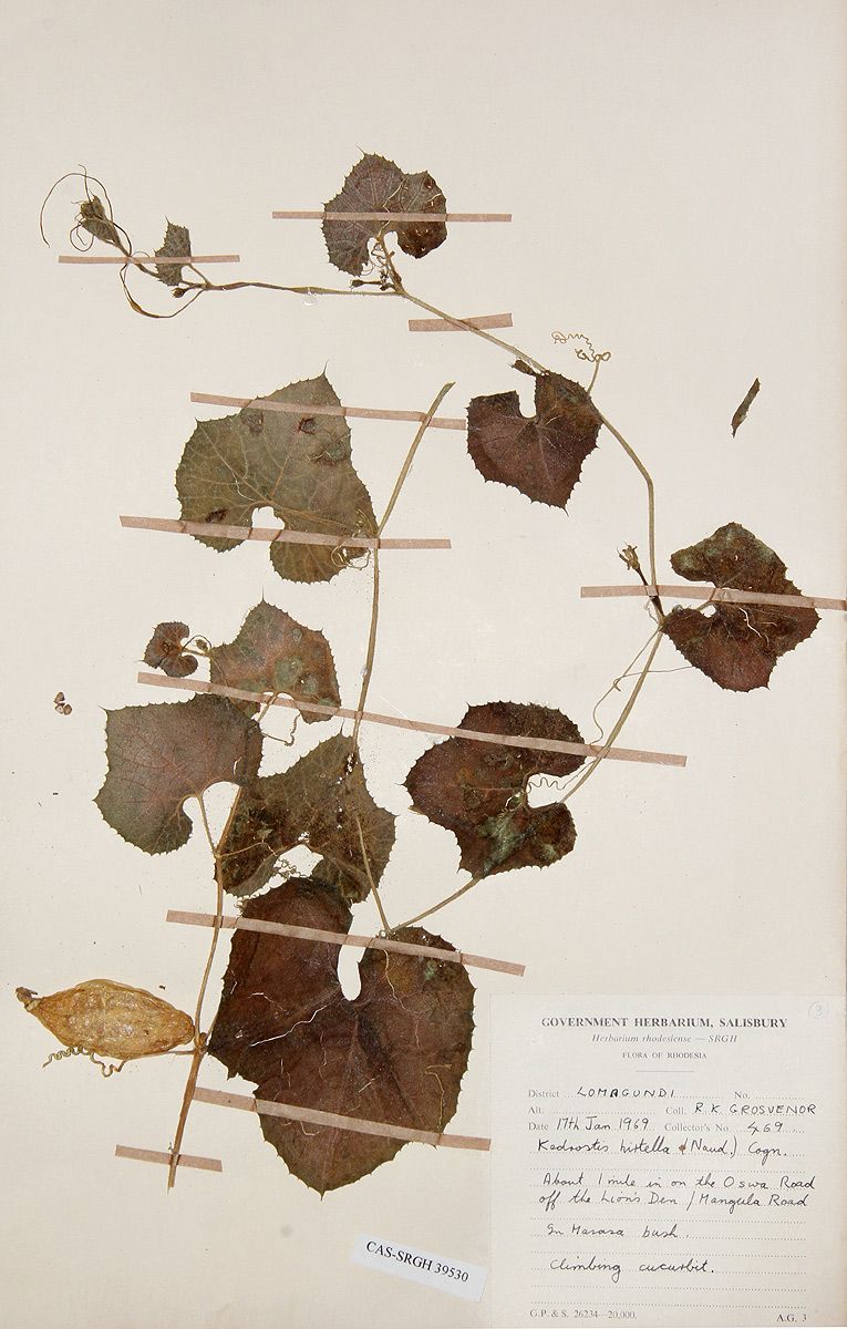 Kedrostis leloja