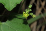 Kedrostis leloja
