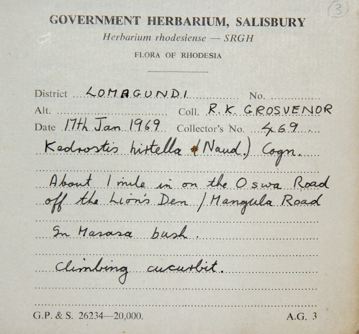 Kedrostis leloja