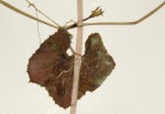 Kedrostis leloja