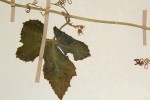 Kedrostis leloja