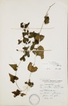 Kedrostis limpompensis