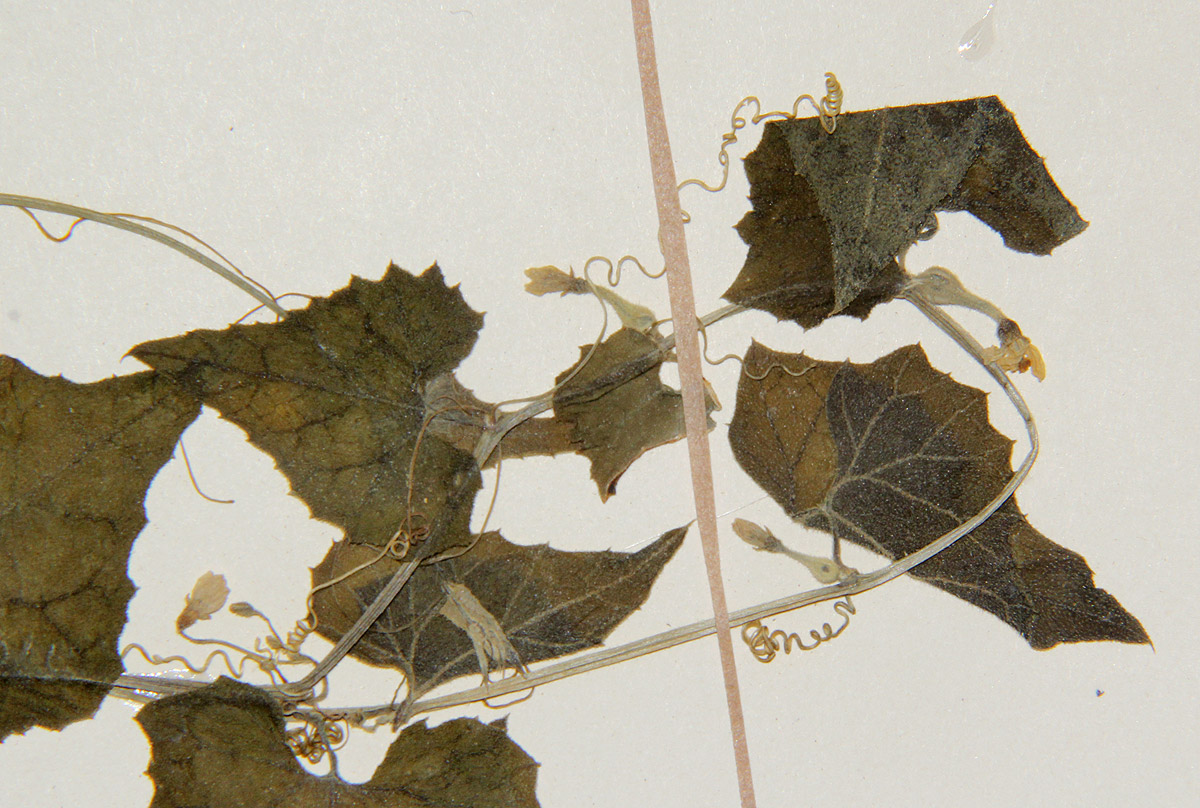 Kedrostis limpompensis