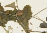 Kedrostis limpompensis
