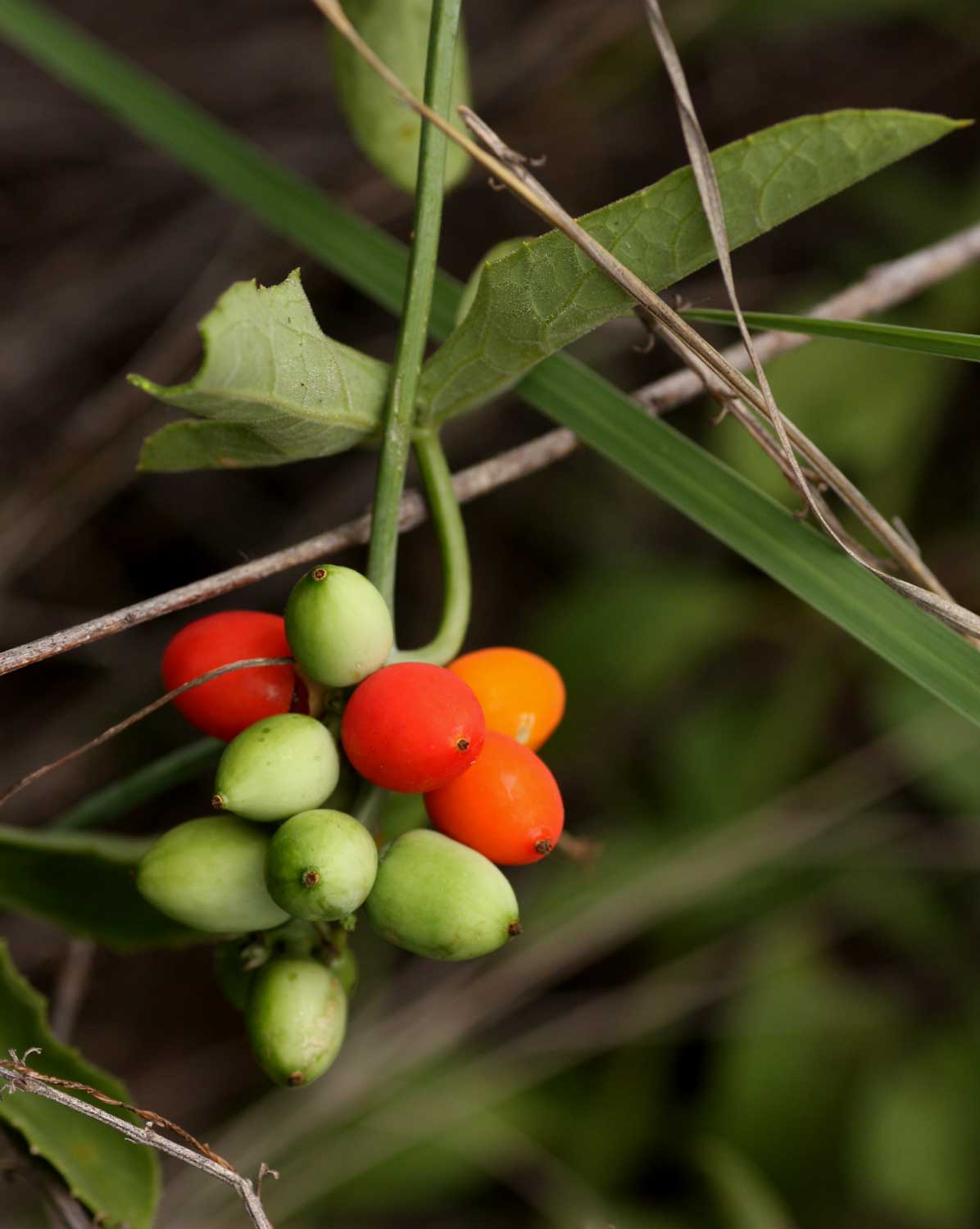 Corallocarpus bainesii