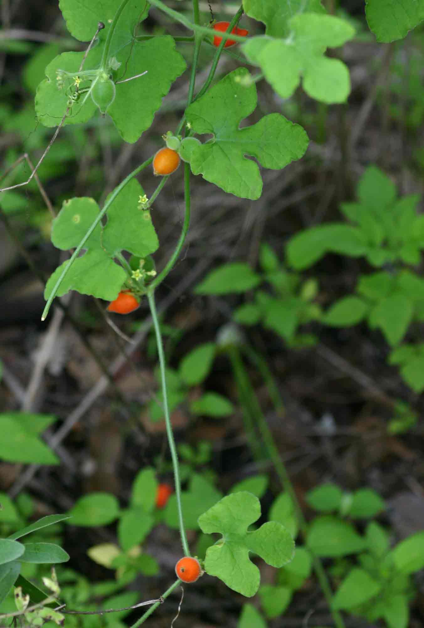 Corallocarpus boehmii
