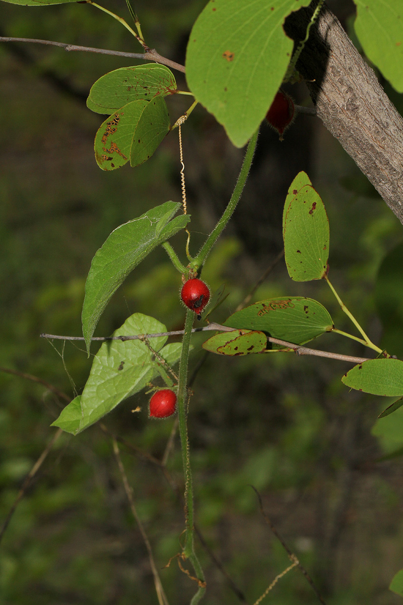 Corallocarpus boehmii