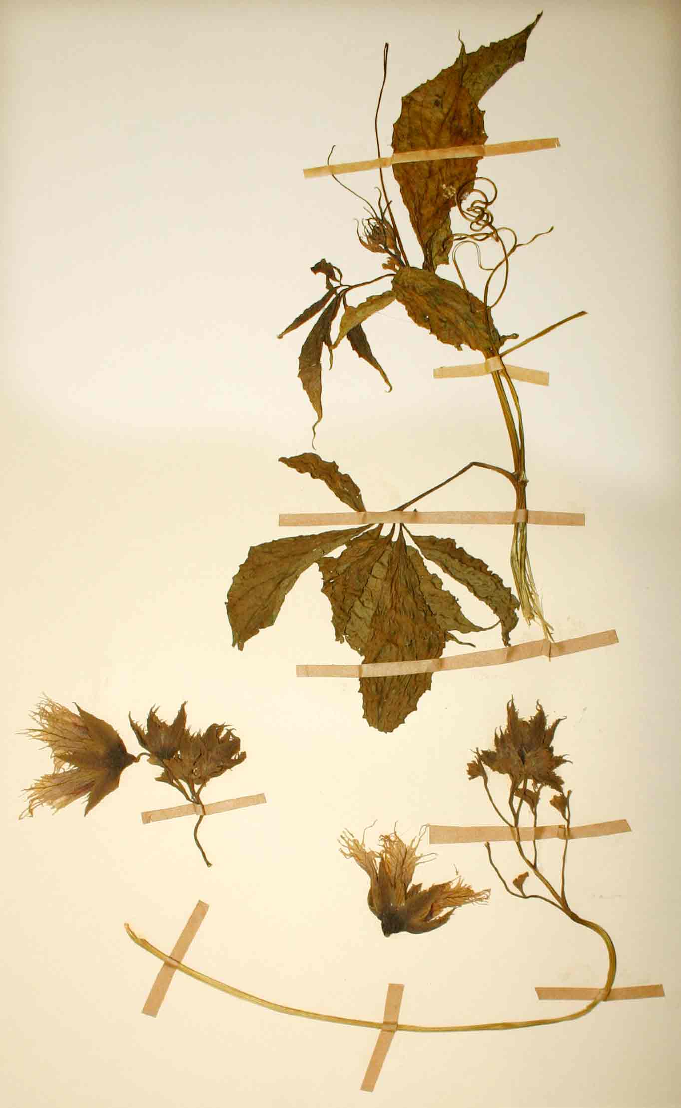 Telfairia pedata