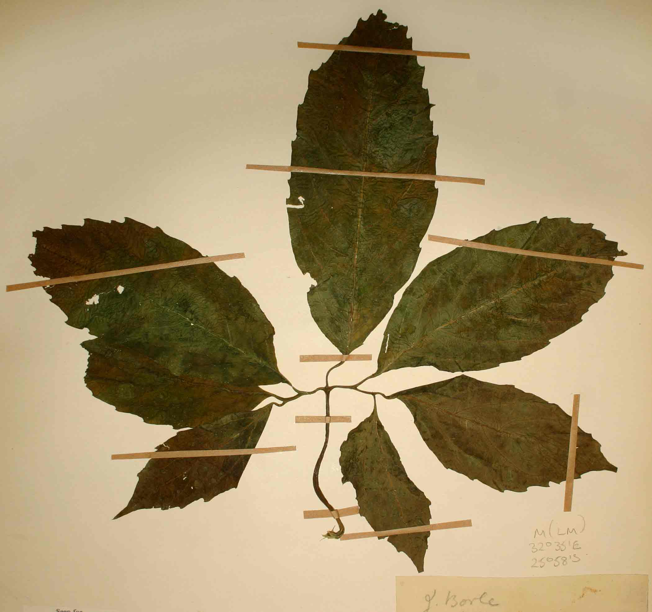Telfairia pedata