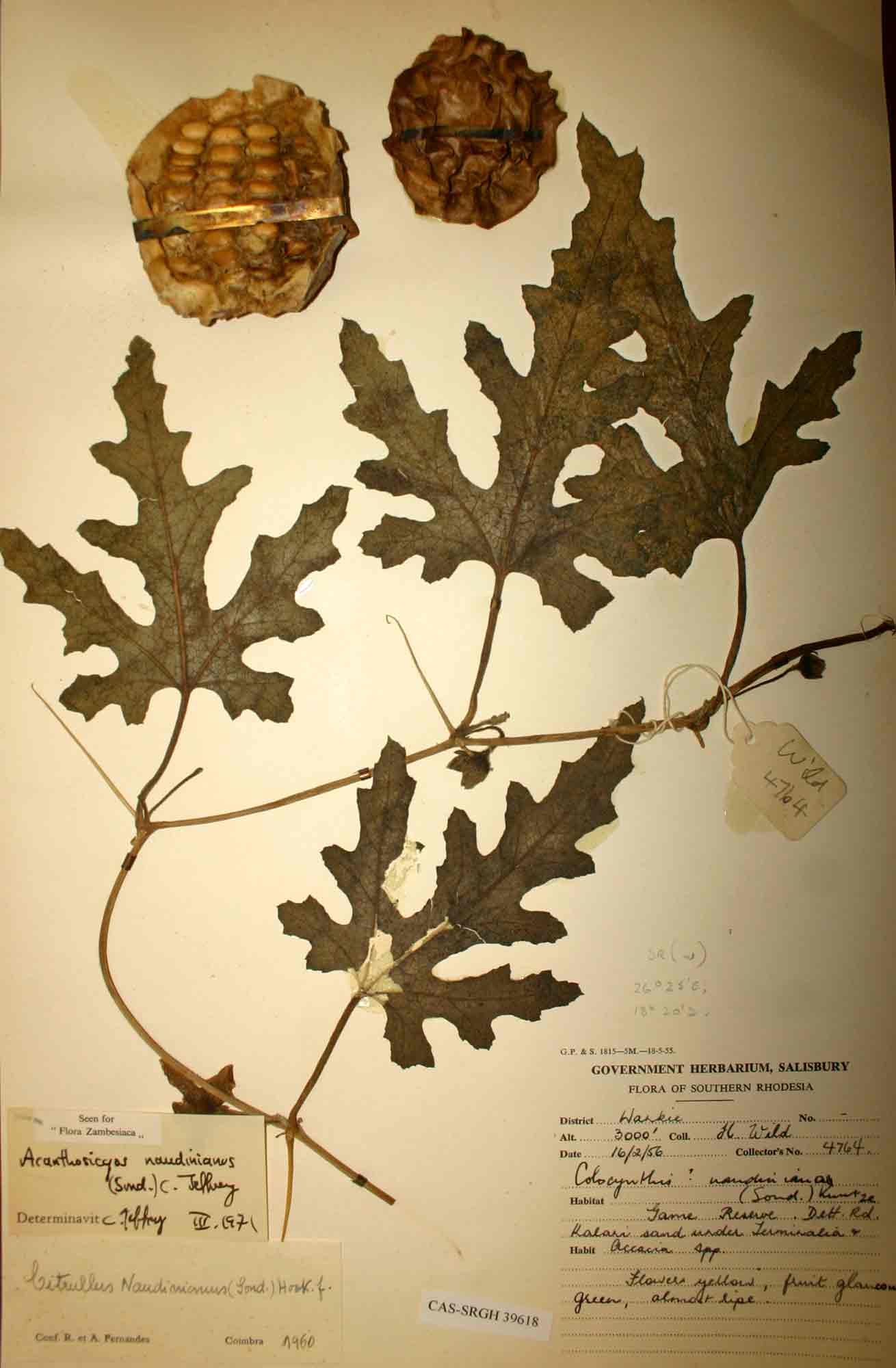 Acanthosicyos naudinianus