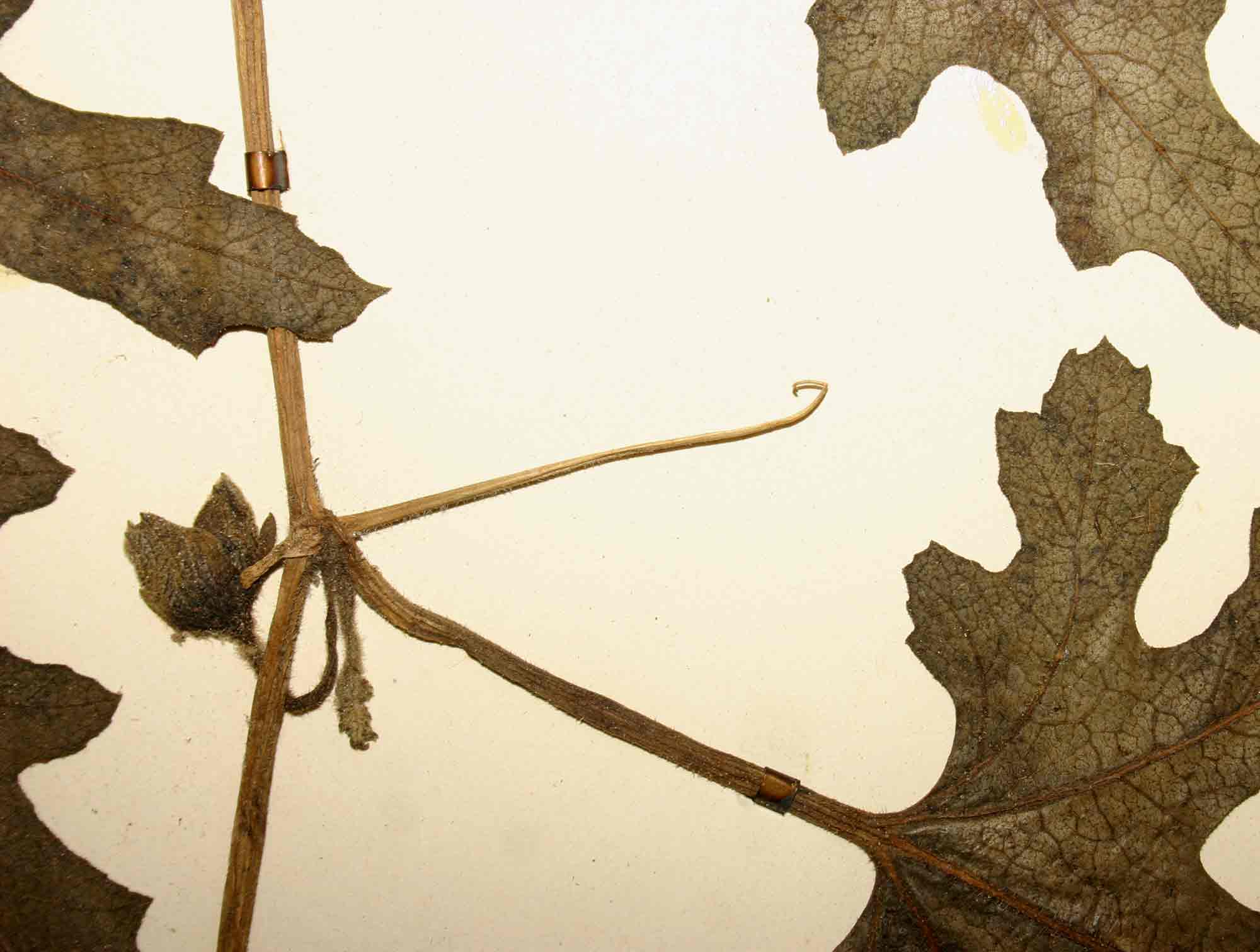 Acanthosicyos naudinianus