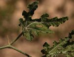 Acanthosicyos naudinianus