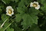 Momordica balsamina