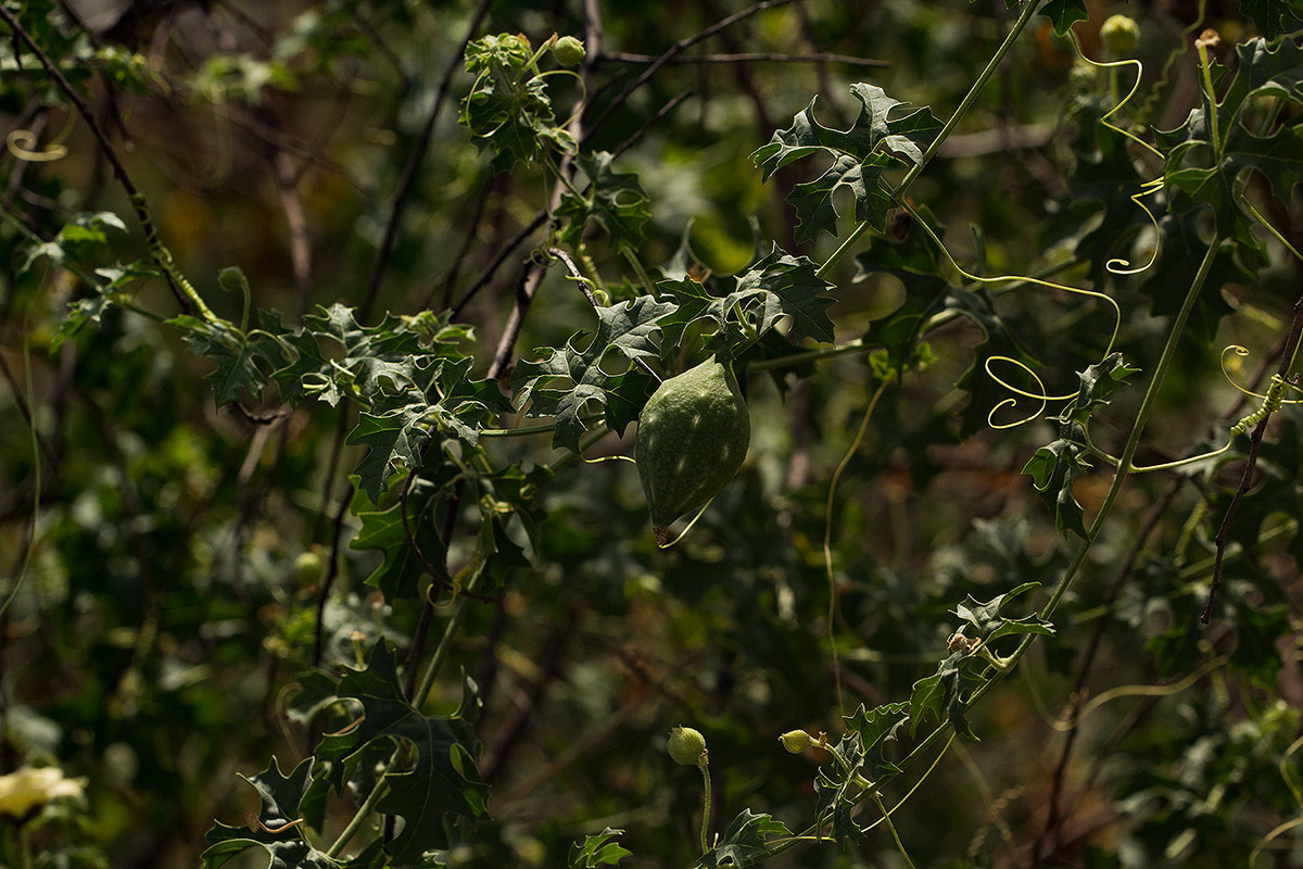 Momordica balsamina