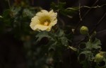Momordica balsamina