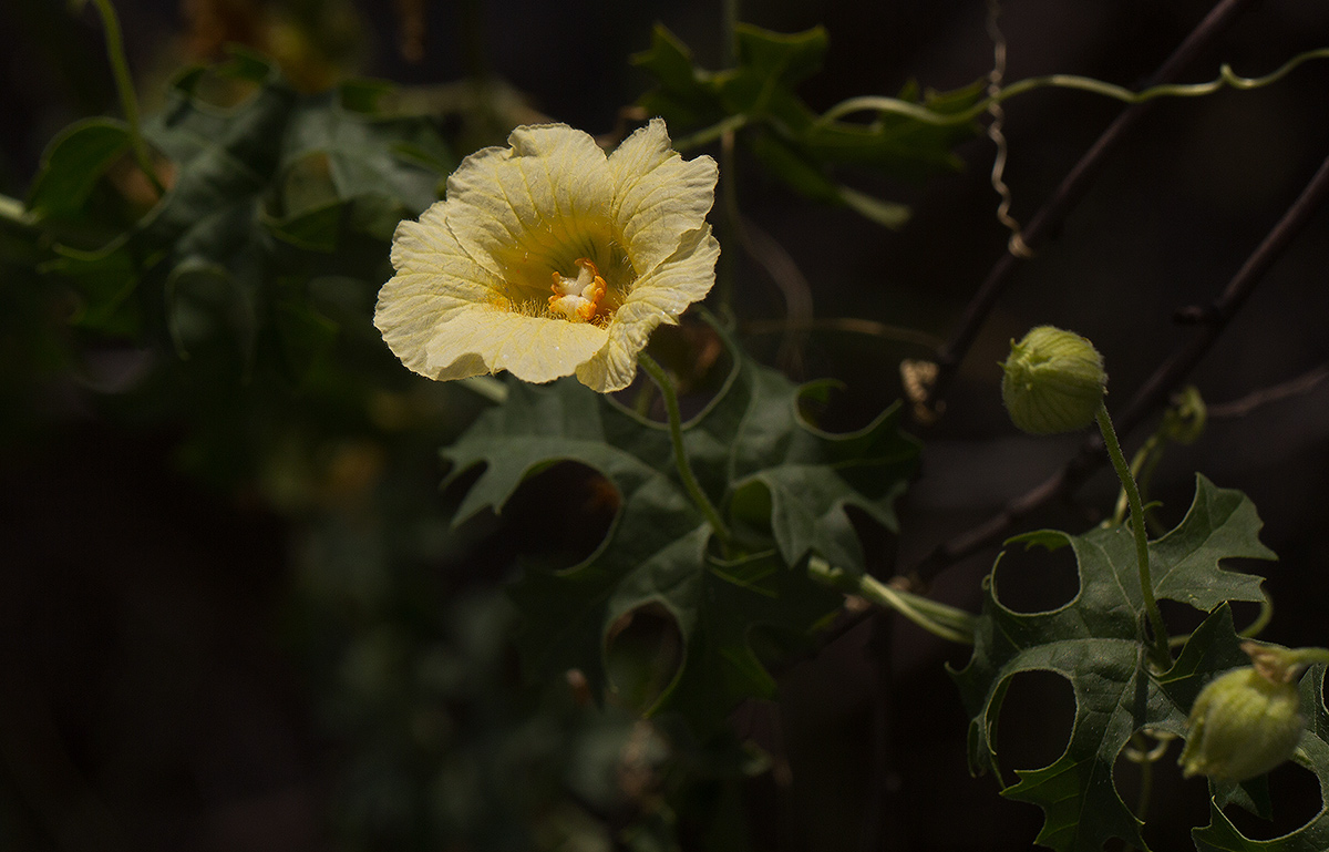 Momordica balsamina