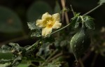 Momordica balsamina