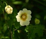 Momordica balsamina