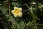 Momordica balsamina