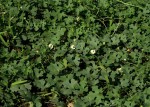 Momordica balsamina